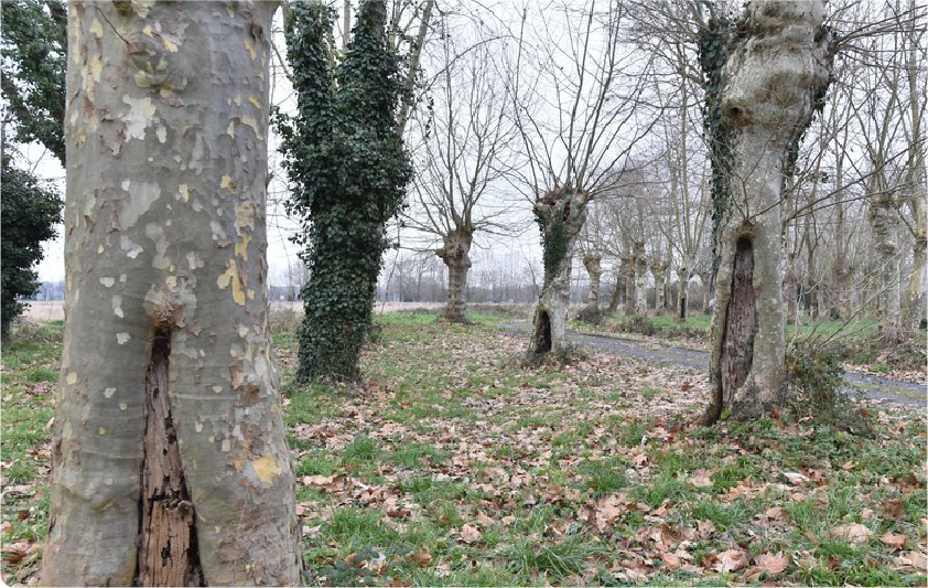 photo_arbre_chancres